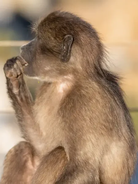 Baboon Coexistence