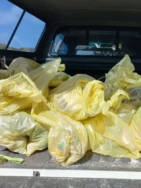 Beach Cleanups