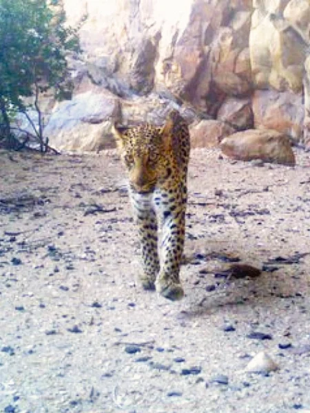 Wildlife Cameras
