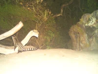 rooiels-conservancy-wildlifecameras-genet-img rooiels-conservancy-wildlifecameras-genet-img
