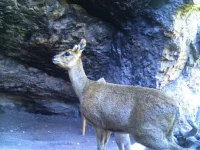 rooiels-conservancy-wildlifecameras-klipspringer-img rooiels-conservancy-wildlifecameras-klipspringer-img