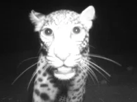 rooiels-conservancy-wildlifecameras-leopardcloseup-img rooiels-conservancy-wildlifecameras-leopardcloseup-img