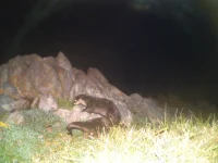 rooiels-conservancy-wildlifecameras-otters-img rooiels-conservancy-wildlifecameras-otters-img
