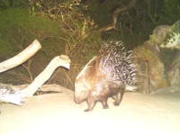 rooiels-conservancy-wildlifecameras-porcupine-img rooiels-conservancy-wildlifecameras-porcupine-img