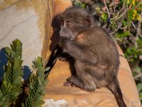adorable baboon adorable baboon