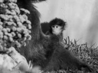 annoyed baboon annoyed baboon