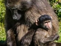 baboon & baby baboon & baby