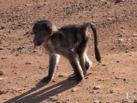 baboon flower baboon flower