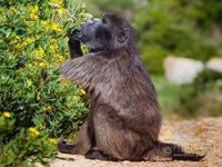 baboon fynbos baboon fynbos
