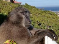 baboon hill baboon hill