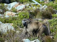 baboon landscape baboon landscape