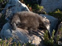 baboon lounging 2 baboon lounging 2