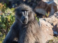 baboon portrait baboon portrait