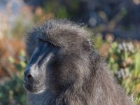 baboon portrait 2 baboon portrait 2