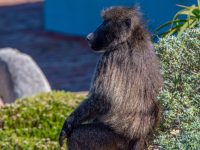 baboon profile baboon profile