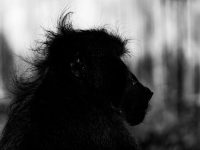 baboon silhouette baboon silhouette