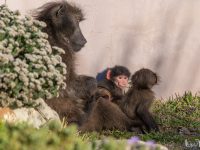 baboon twins baboon twins