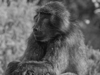 baboon yoga baboon yoga