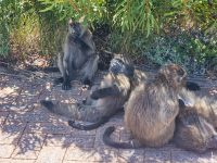 baboons lounging baboons lounging