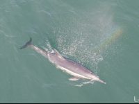 dolphin dolphin