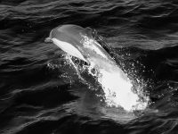 dolphin 3 dolphin 3