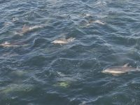 dolphin & gull dolphin & gull