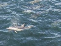 dolphins 3 dolphins 3