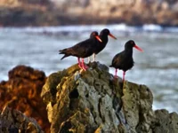 rooiels-animals-birds-africanblackoystercatcher-img