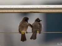 rooiels-animals-birds-bulbul-img