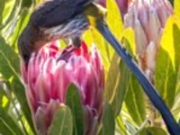 rooiels-animals-birds-capesugarbird