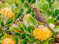 rooiels-animals-birds-capesugarbird-img
