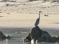 rooiels-animals-birds-greyheron-img