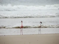 rooiels-animals-birds-lesserflamingo-img