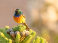 rooiels-animals-birds-orangebreastedsunbird-img