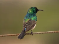 rooiels-animals-birds-sunbird-img