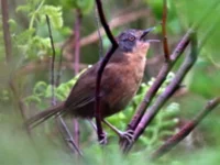 rooiels-animals-birds-victorinswarbler-img
