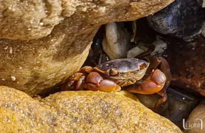 rooiels-animals-fish-seacreatures-crab-img rooiels-animals-fish-seacreatures-crab-img