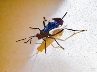 rooiels-animals-insects-centratorwasp-img