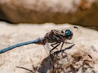 rooiels-animals-insects-dragonfly-img