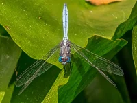 rooiels-animals-insects-dragonfly2-img