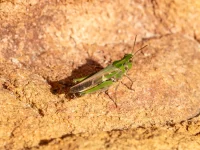 rooiels-animals-insects-longwingedgrasshopper-img