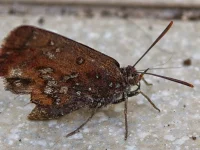 rooiels-animals-insects-moth-img