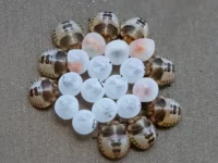 rooiels-animals-insects-motheggs-img