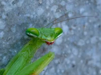 rooiels-animals-insects-prayingmantis-img
