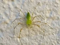 rooiels-animals-insects-spider-img