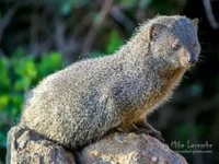rooiels-animals-mammals-capegreymongoose-img rooiels-animals-mammals-capegreymongoose-img