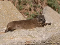 rooiels-animals-mammals-dassie-img rooiels-animals-mammals-dassie-img