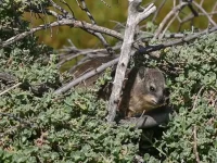 rooiels-animals-mammals-dassie2-img rooiels-animals-mammals-dassie2-img