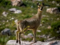 rooiels-animals-mammals-klipspringer-img rooiels-animals-mammals-klipspringer-img