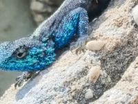 rooiels-animals-reptiles-agama1-img